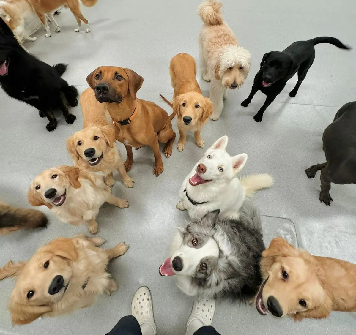 Group of dogs sitting attentively during leash training session in Dubai.