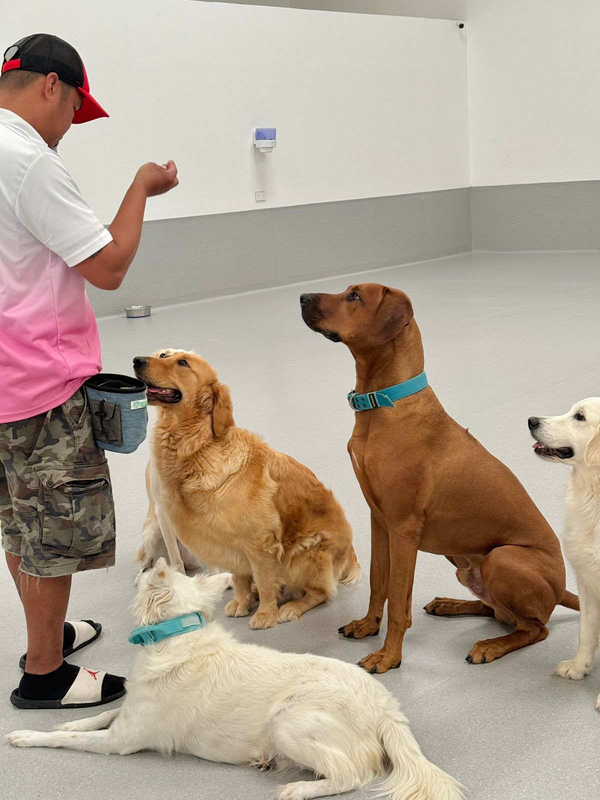 Puppy learning foundational commands