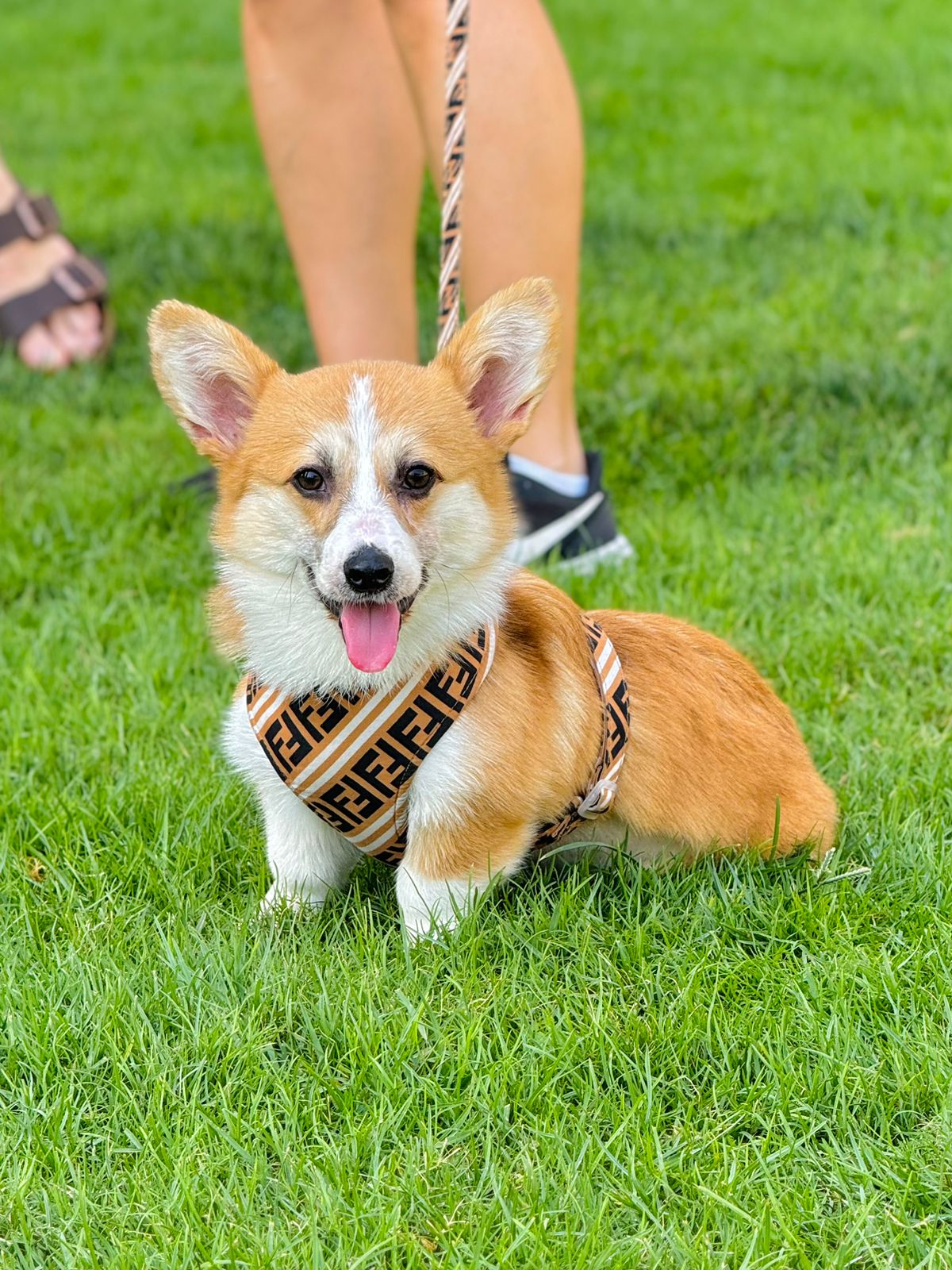 Happy puppy with a harness sitting outdoors during a training session.